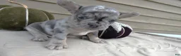 French Bulldog dogs for sale: French Bulldog 2 King - Ad 2