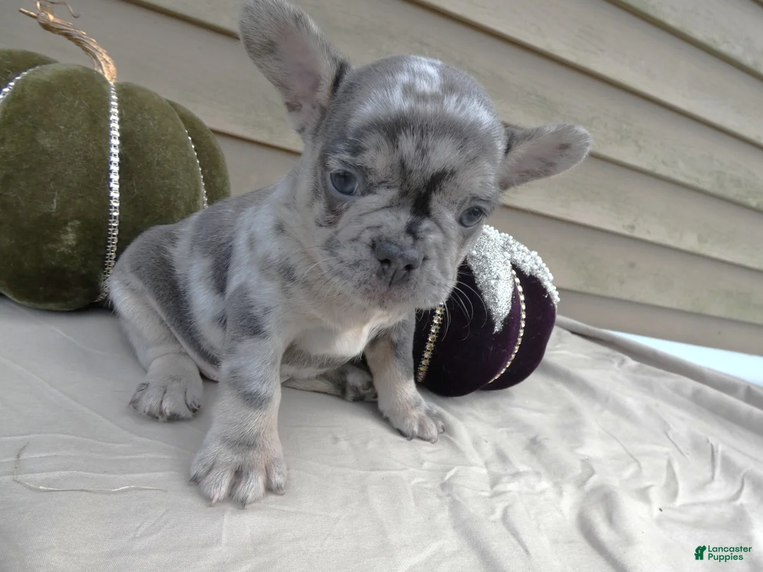 French Bulldog dogs for sale: French Bulldog 2 King - Ad 2