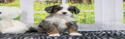 Mini Bernedoodle dogs for sale: Rachael - Ad 2