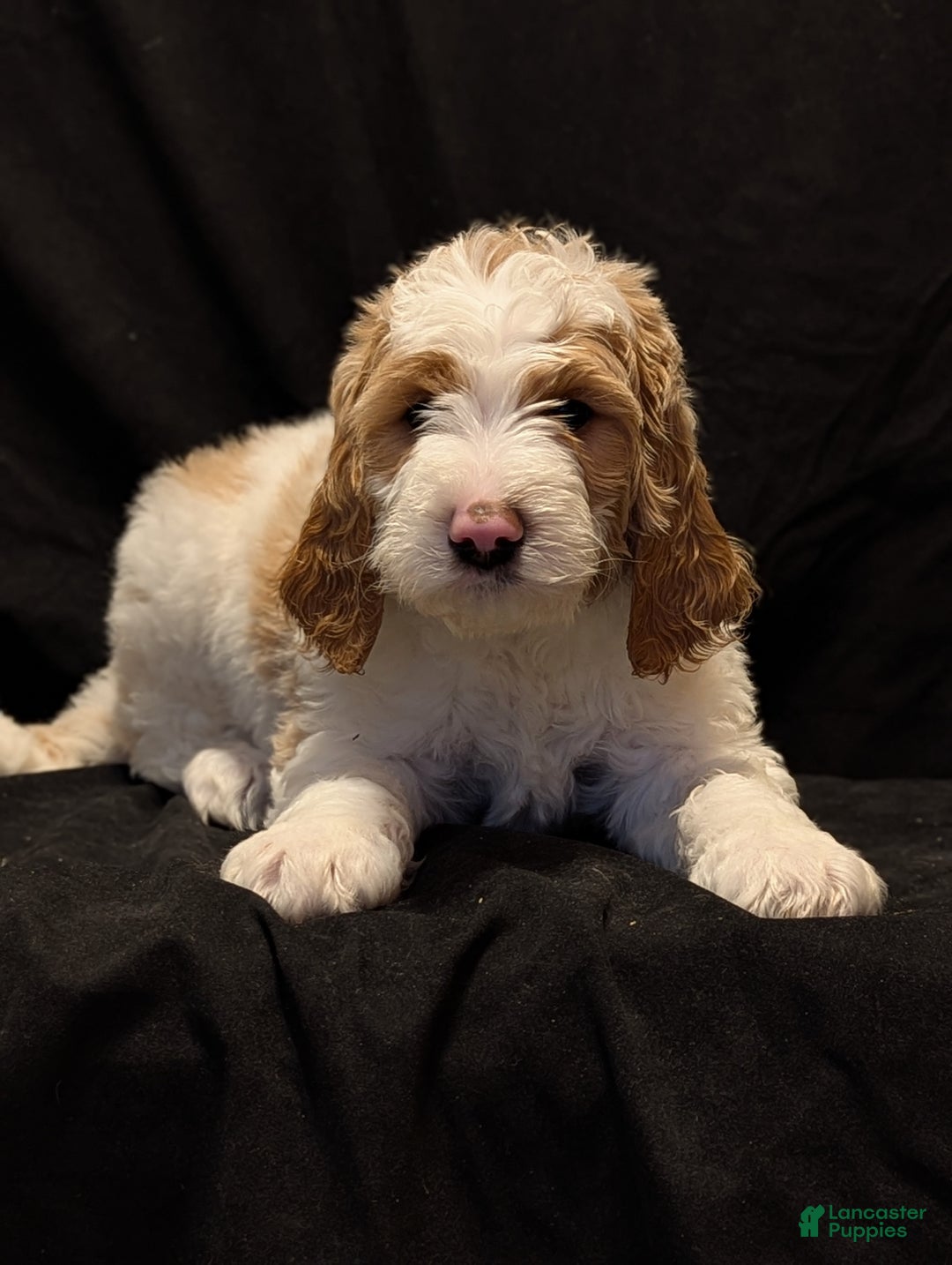 Goldendoodle dogs for sale: Charlie  - Ad 9