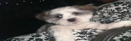 Shih Tzu dogs for sale: Oreo - Ad 4