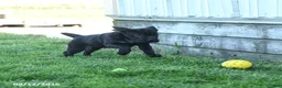 Mini Hippo dogs for sale: Libby - Ad 4