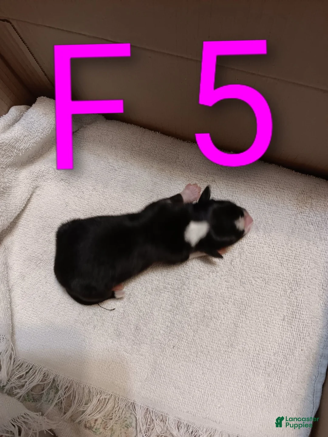 Australian Shepherd dogs for sale: Australian Shepherd 9 - Ad 1