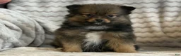 Pomeranian dogs for sale: Raven - Ad 9