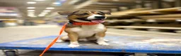 Mixed Breed dogs for stud: Rocky - Ad 5