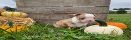 Boston Terrier dogs for sale: Maple - Ad 10