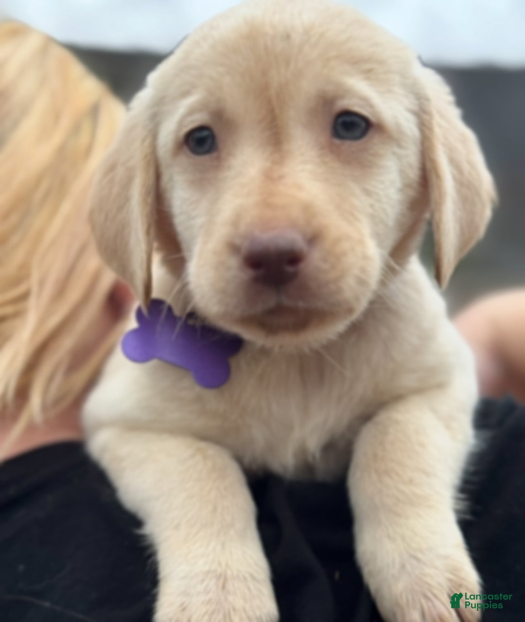 Labrador Retriever dogs for sale: Labrador Retriever Puppy 1 - Ad 3