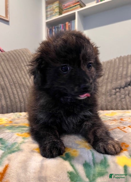 Pomapoo dogs Max - Ad 19