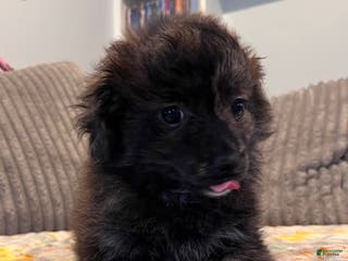 Pomapoo dogs Max - Ad 16