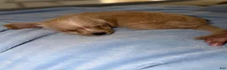 Mixed Breed dogs for sale: Mixed Breed 1 - Ad 4