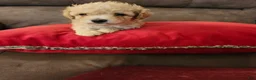 Toy Poodle dogs for sale: Toy Poodle Puppy 1 - Ad 2