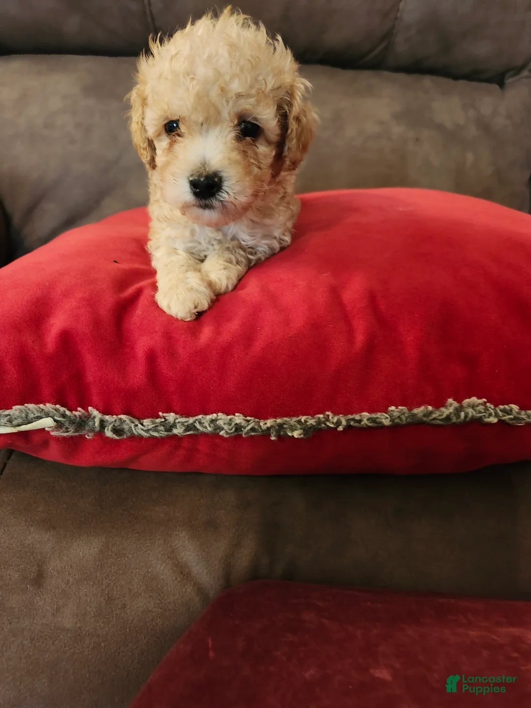 Toy Poodle dogs for sale: Toy Poodle Puppy 1 - Ad 2