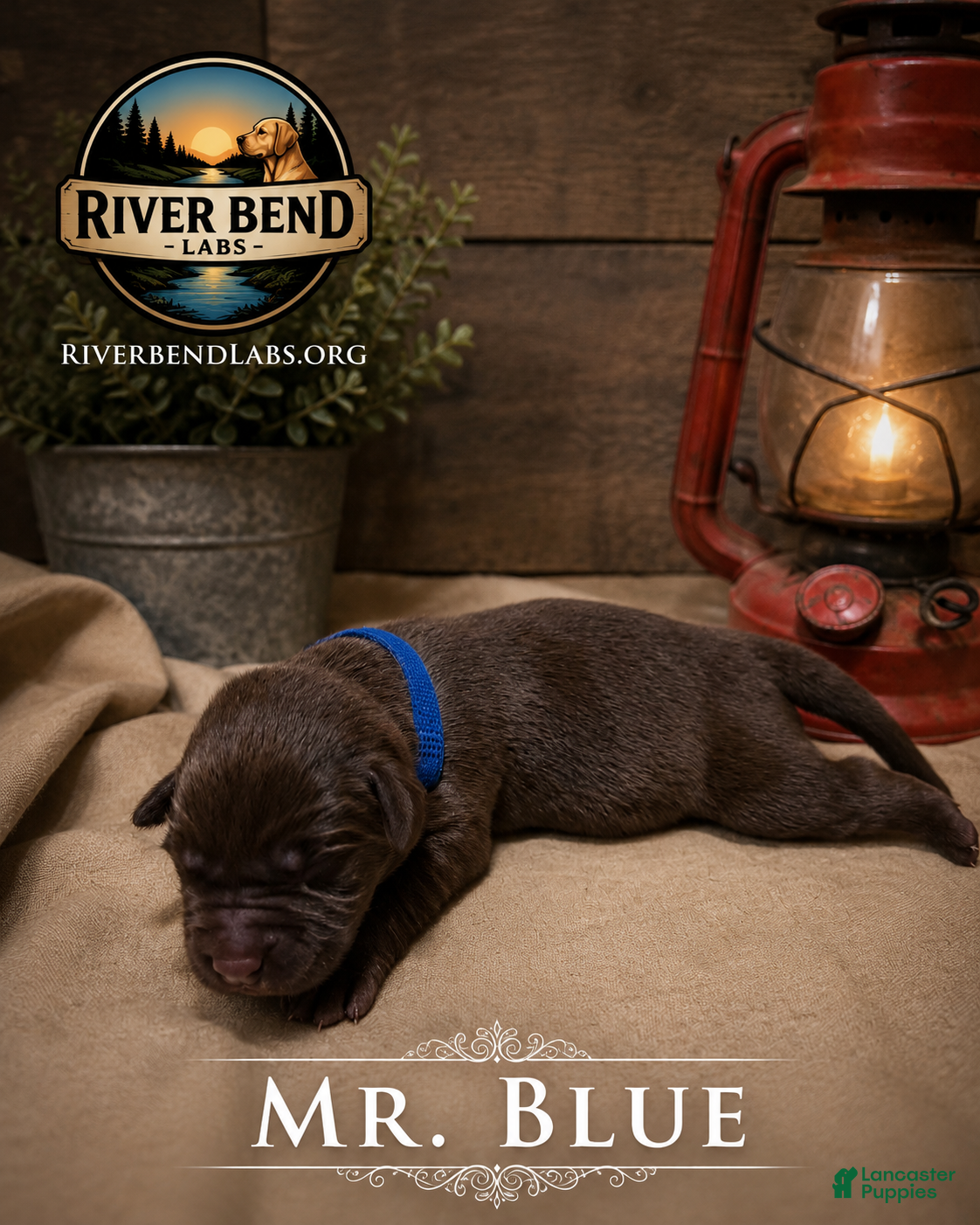 Labrador Retriever dogs Mr. Blue - Ad 1