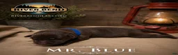 Labrador Retriever dogs for sale: Mr. Blue - Ad 1