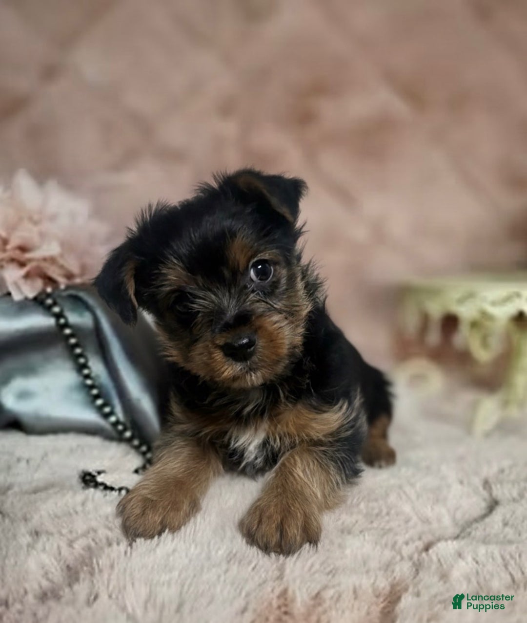 Yorkshire Terrier dogs for sale: Yorkshire Terrier Puppy 1 - Ad 3