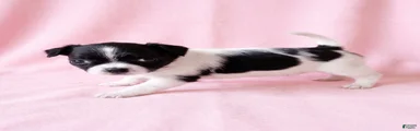 Piper