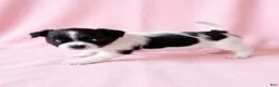 Mixed Breed dogs for sale: Piper - Ad 1