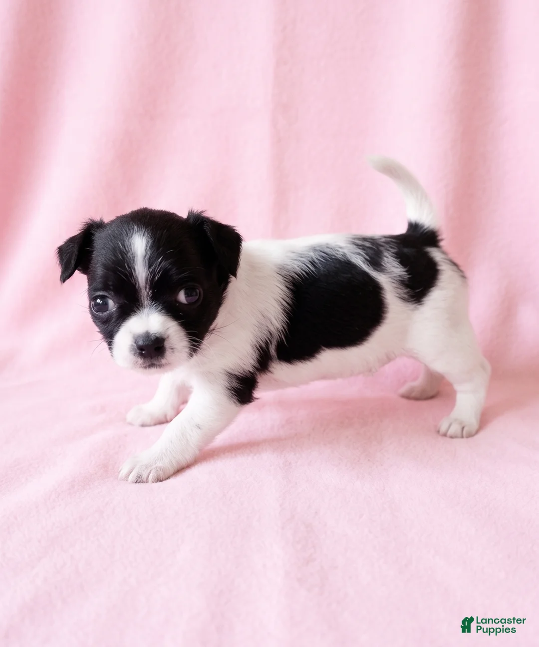 Mixed Breed dogs for sale: Piper - Ad 1