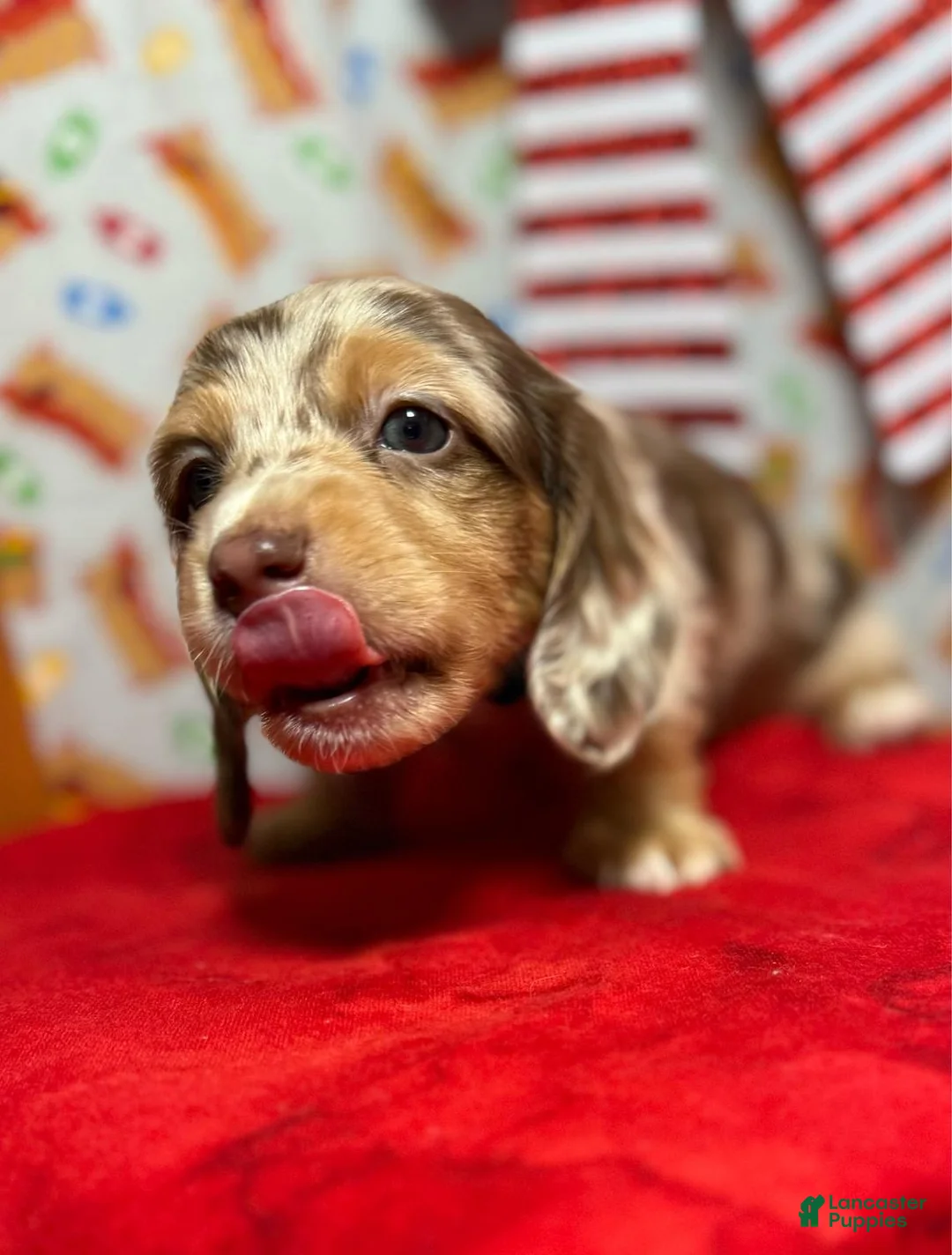 Dachshund dogs for sale: Halo - Ad 1