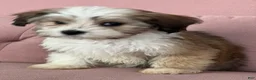 Havanese dogs for sale: Sugar - Ad 6