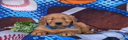 Golden Retriever dogs for sale: Kristoffer - Ad 9
