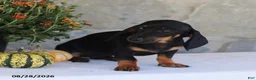 Dachshund dogs for sale: Sasha - Ad 4