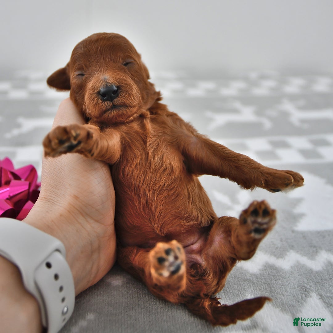 Mini Goldendoodle dogs for sale: Chloe - Ad 3