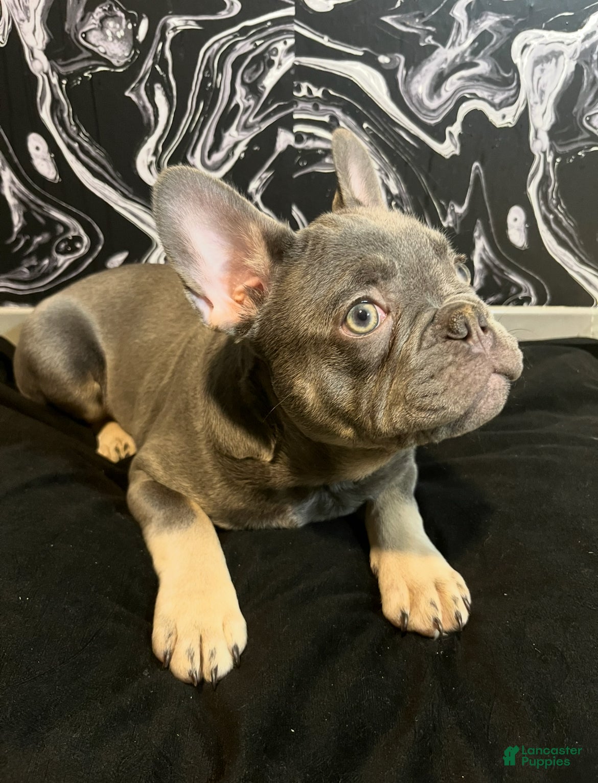 French Bulldog dogs Smoke - Ad 4