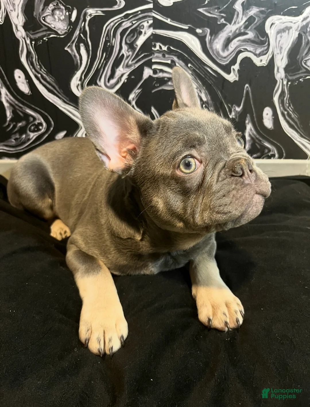 French Bulldog dogs for sale: Smoke - Ad 1