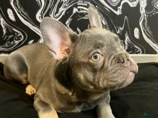 French Bulldog dogs Smoke - Ad 4