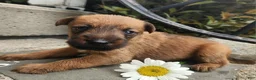 Irish Terrier dogs for sale: Ruby - Ad 1