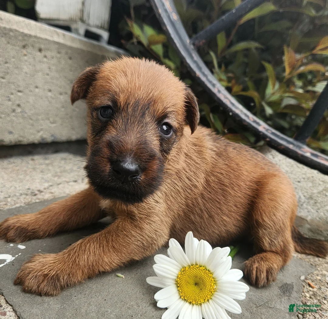 Irish Terrier dogs for sale: Ruby - Ad 1