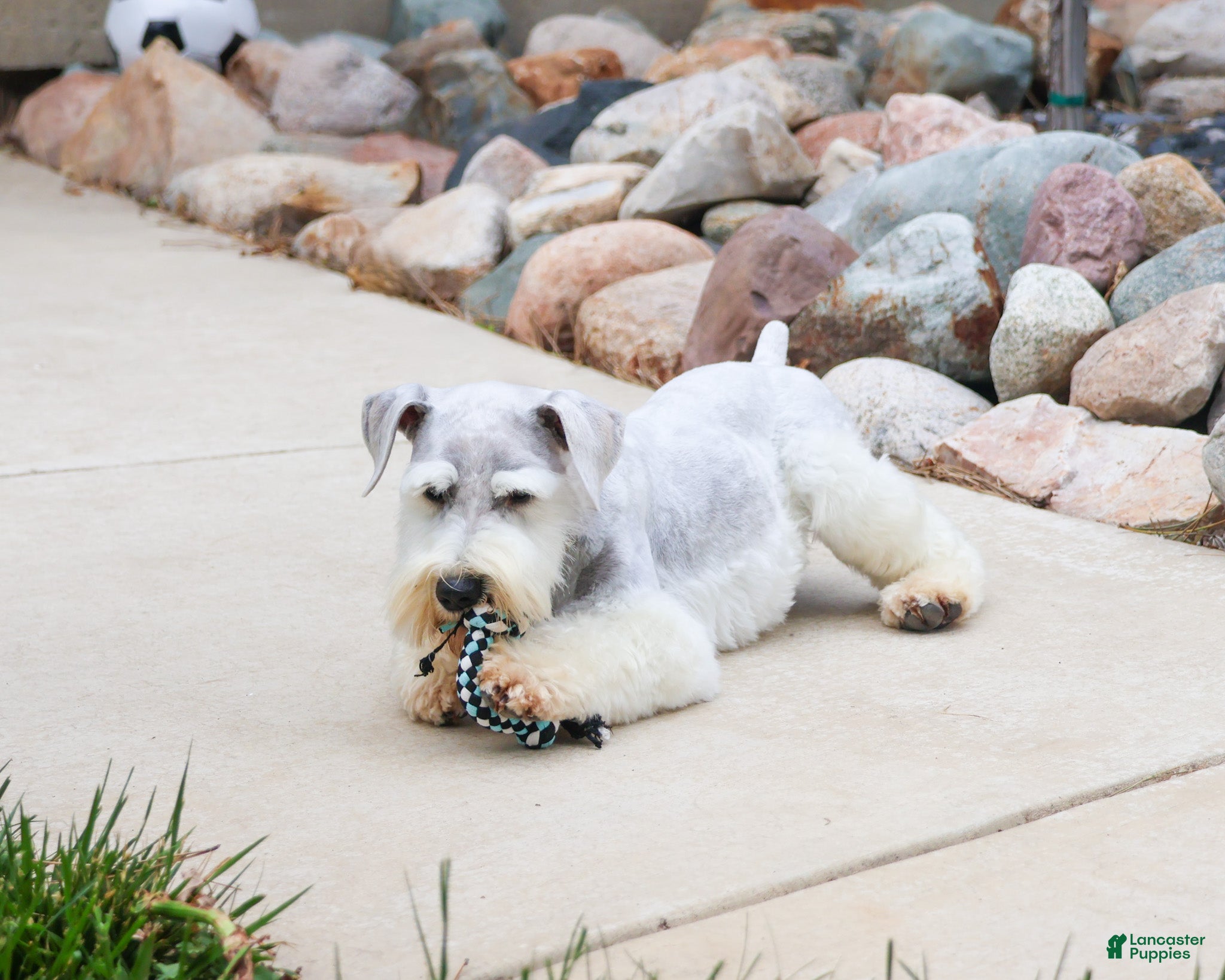 Miniature Schnauzer dogs Alex  - Ad 2