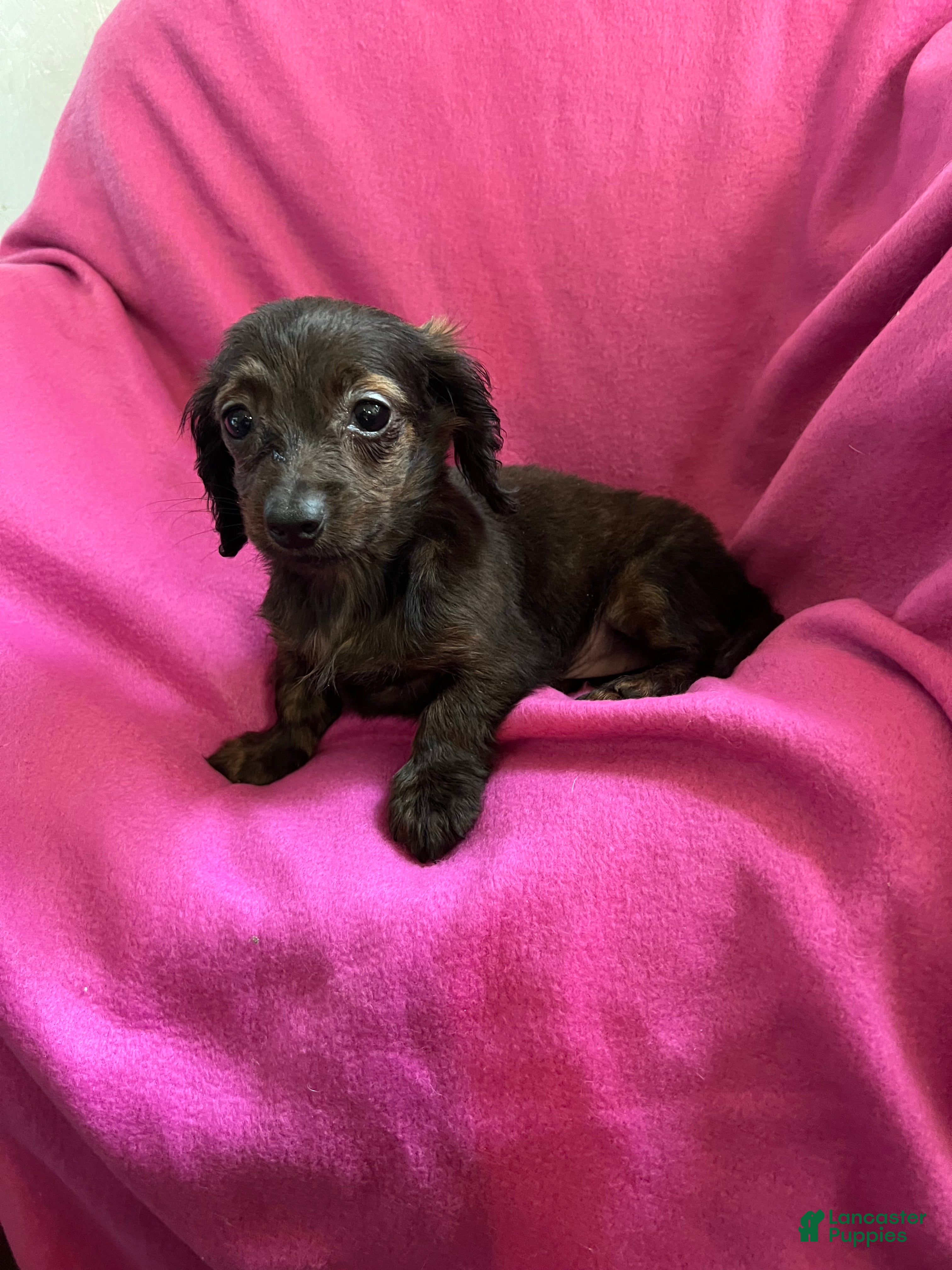 Dachshund dogs Debbie - Ad 1