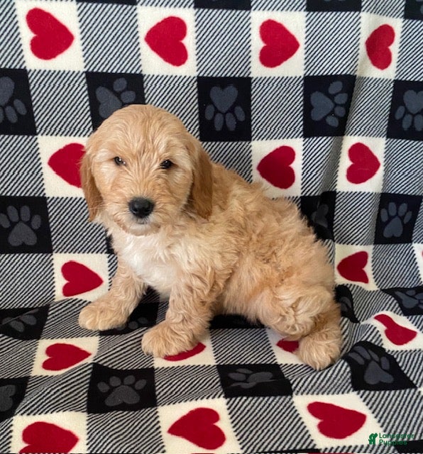 Mini Goldendoodle dogs Davis- mini/medium - Ad 37