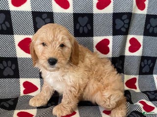 Mini Goldendoodle dogs Davis- mini/medium - Ad 11