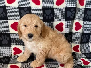 Mini Goldendoodle dogs Davis- mini/medium - Ad 19