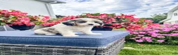 Cavapoo dogs for sale: Poppy - Ad 7