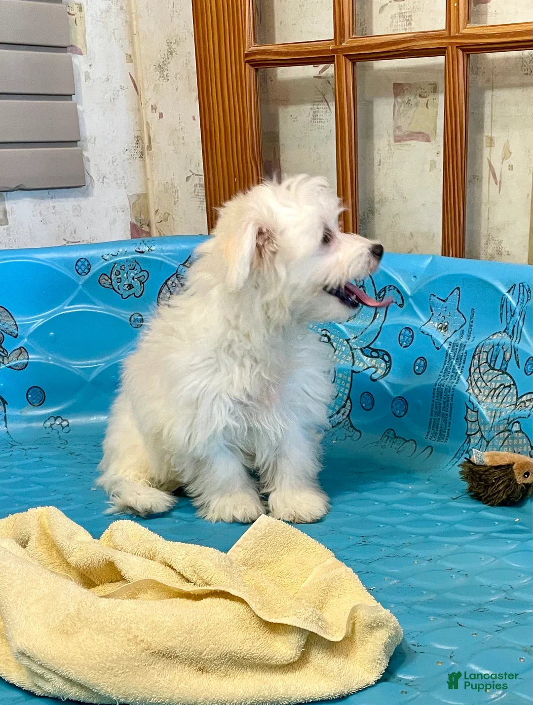 Mixed Breed dogs for sale: Shawn - Ad 13