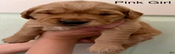 Golden Retriever dogs for sale: Pink Girl - Ad 1