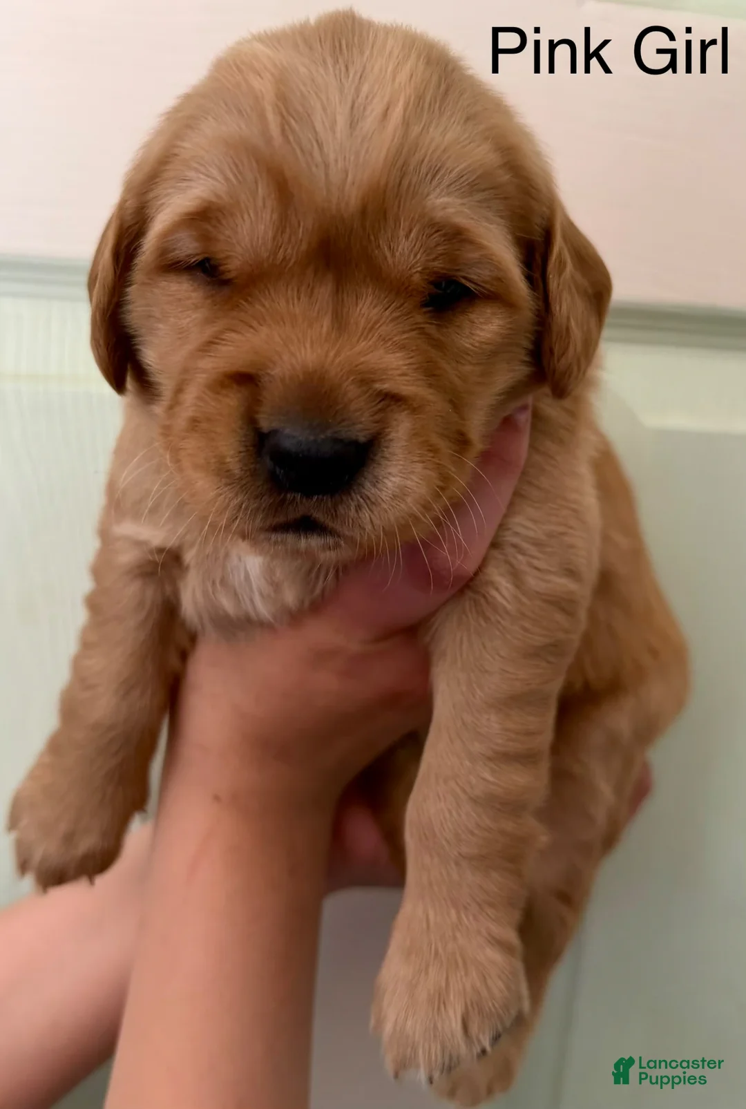 Golden Retriever dogs for sale: Pink Girl - Ad 1