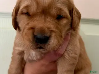 Golden Retriever dogs Pink Girl - Ad 2