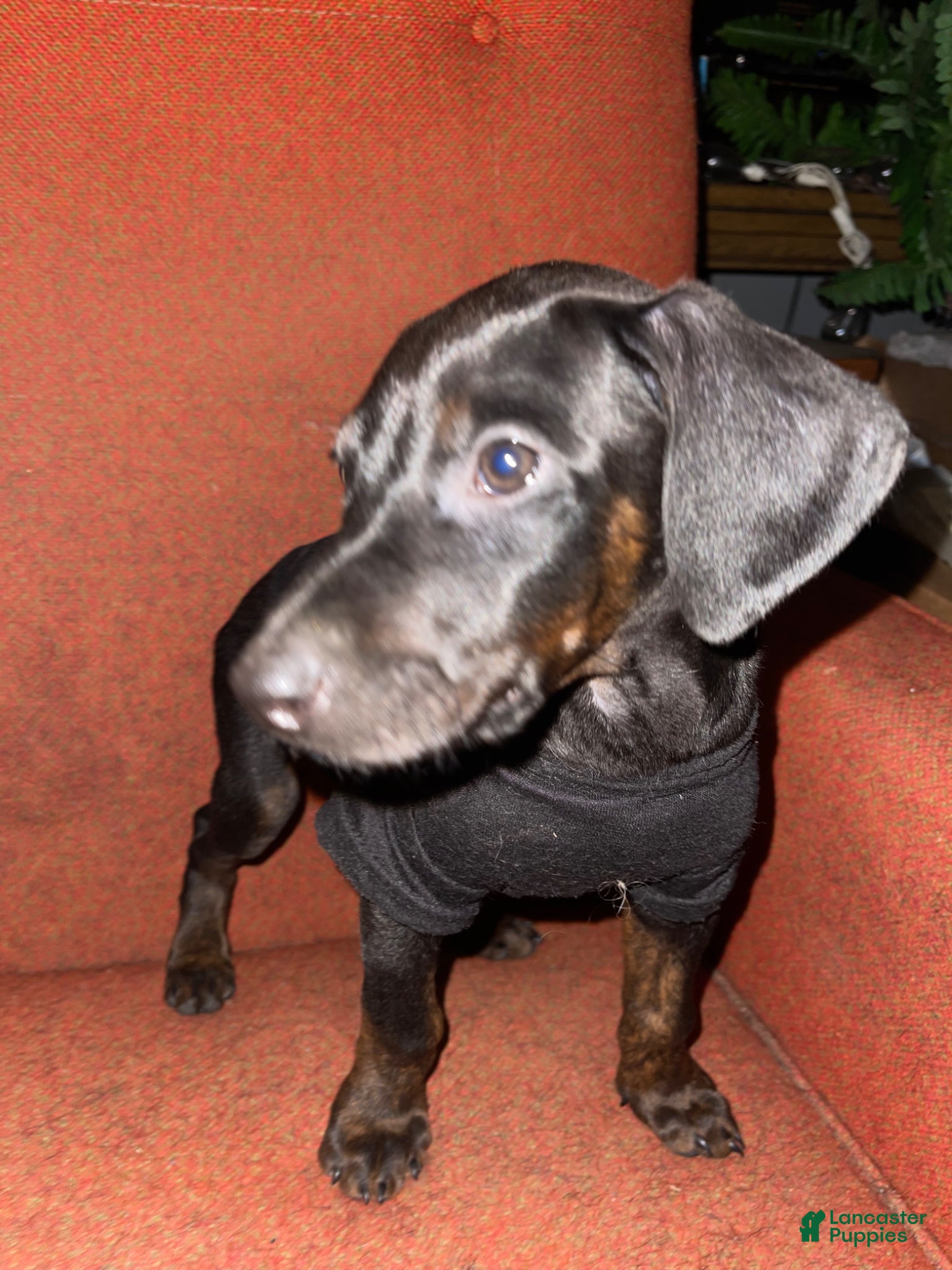 Doberman Pinscher dogs Doberman Pinscher Puppy 6 - Ad 26