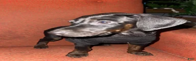Doberman Pinscher Puppy 6