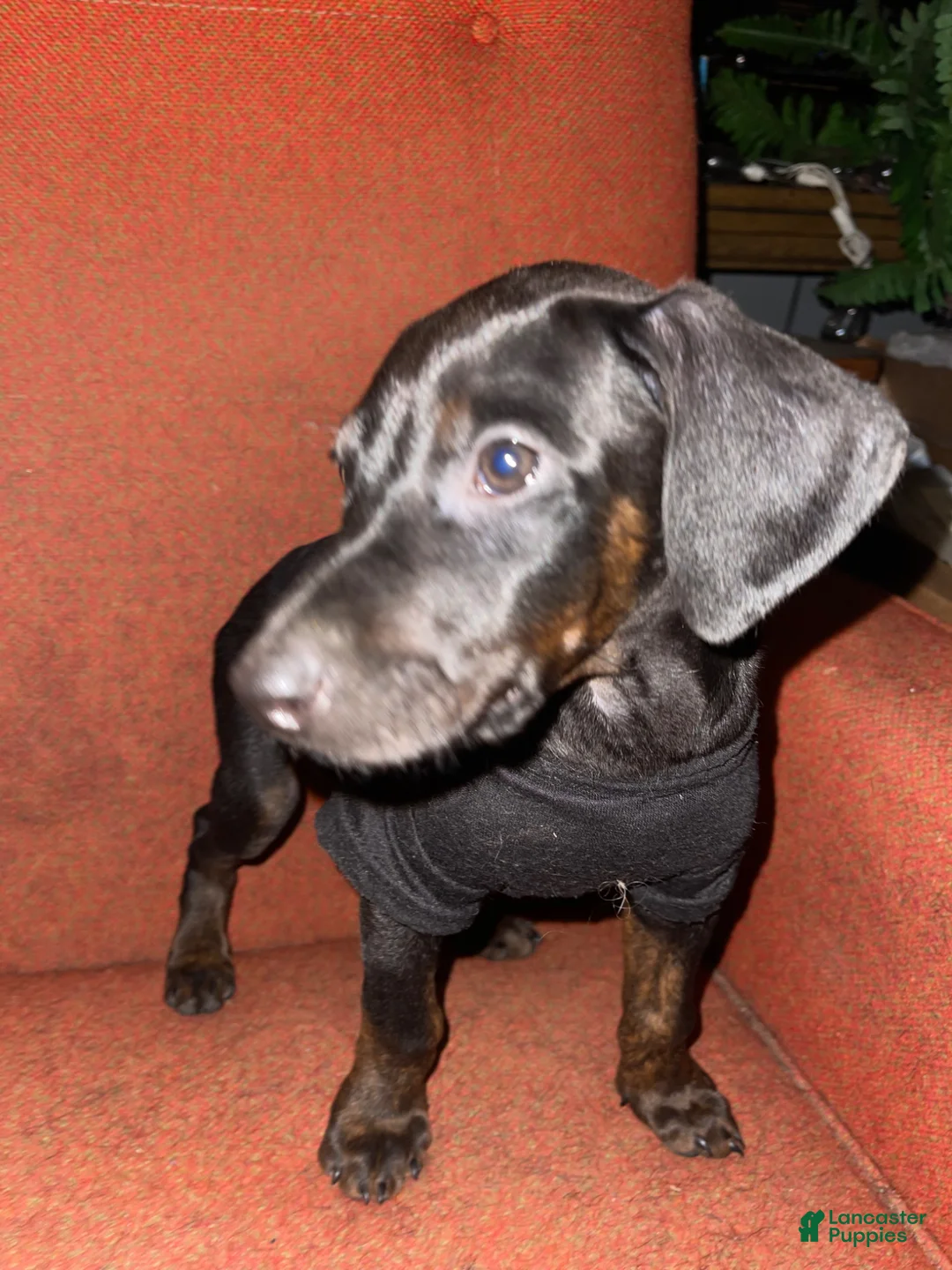 Doberman Pinscher dogs for sale: Doberman Pinscher Puppy 6 - Ad 1