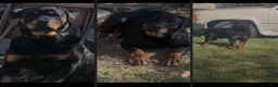 Rottweiler dogs for sale: Rottweiler 2 - Ad 2
