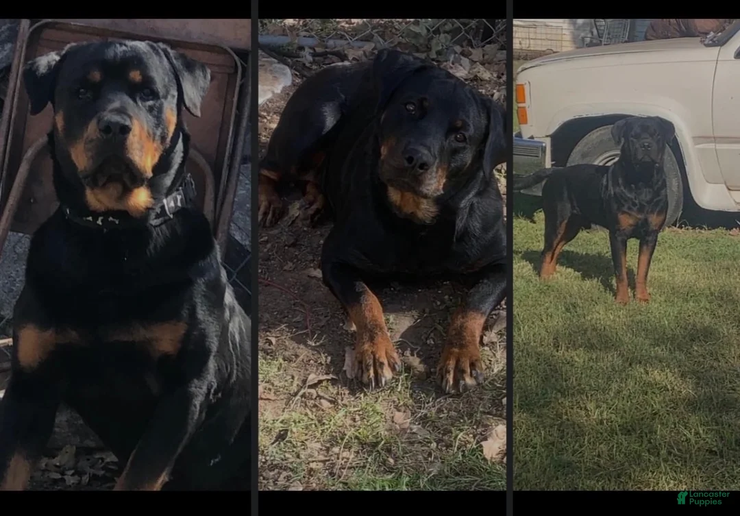 Rottweiler dogs for sale: Rottweiler 2 - Ad 2