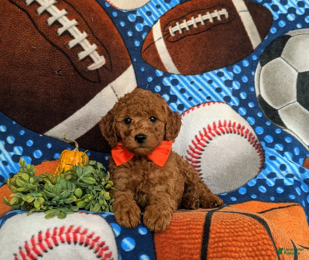 Cavapoo dogs for sale: Franklin Hypoallegenic - Ad 5