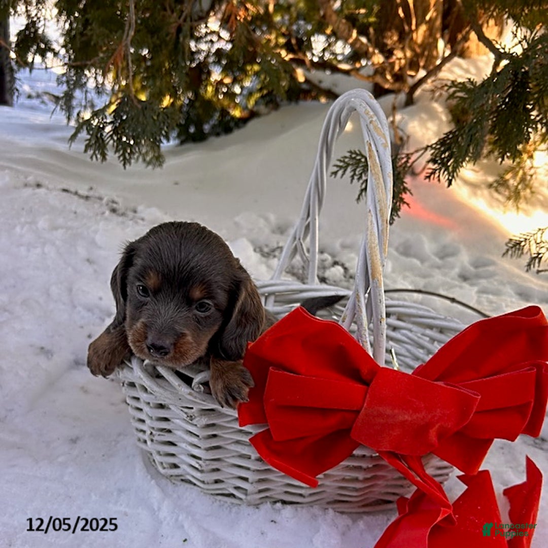 Dachshund dogs for sale: Cici - Ad 3