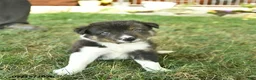 Border Collie dogs for sale: Happy   - Ad 3
